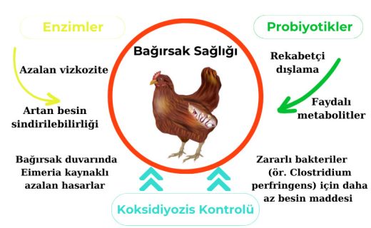 bagirsak-sagligi