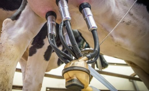 blog-mastitis
