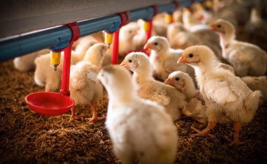 The little chicken was drinking water in the smart farm