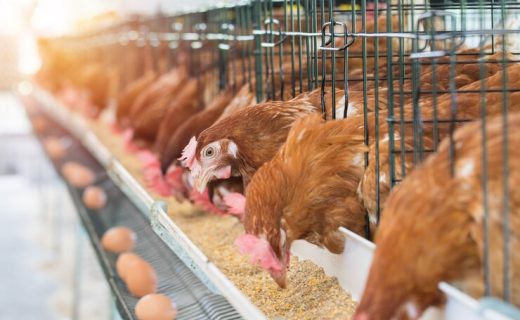 hen-chicken-eggs-chickens-eating-food-farm_35672-151 (1)